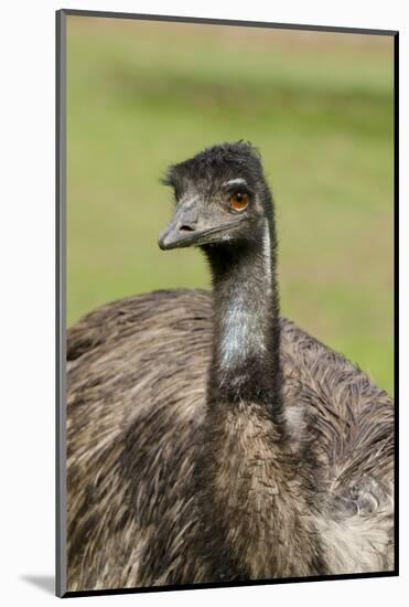 Australia, Adelaide. Cleland Wildlife Park. Large Flightless Emu-Cindy Miller Hopkins-Mounted Photographic Print