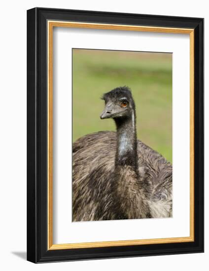 Australia, Adelaide. Cleland Wildlife Park. Large Flightless Emu-Cindy Miller Hopkins-Framed Photographic Print