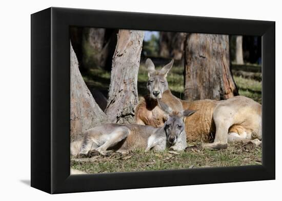 Australia, Adelaide. Cleland Wildlife Park. Red Kangaroos-Cindy Miller Hopkins-Framed Premier Image Canvas