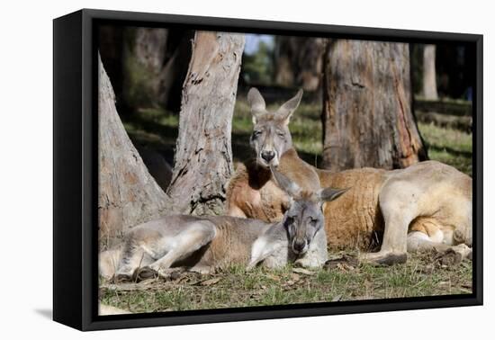 Australia, Adelaide. Cleland Wildlife Park. Red Kangaroos-Cindy Miller Hopkins-Framed Premier Image Canvas