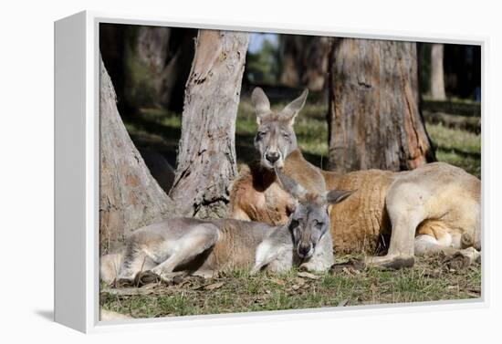 Australia, Adelaide. Cleland Wildlife Park. Red Kangaroos-Cindy Miller Hopkins-Framed Premier Image Canvas