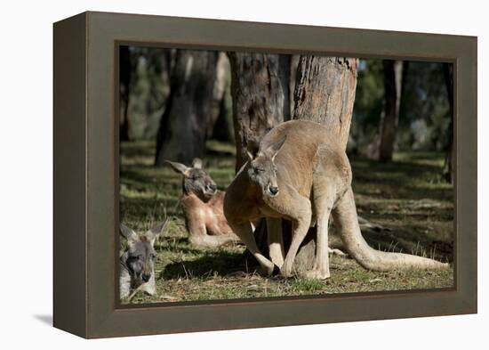 Australia, Adelaide. Cleland Wildlife Park. Red Kangaroos-Cindy Miller Hopkins-Framed Premier Image Canvas