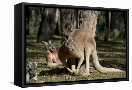 Australia, Adelaide. Cleland Wildlife Park. Red Kangaroos-Cindy Miller Hopkins-Framed Premier Image Canvas