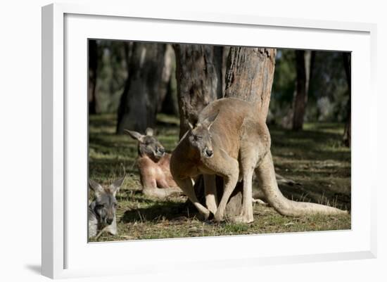 Australia, Adelaide. Cleland Wildlife Park. Red Kangaroos-Cindy Miller Hopkins-Framed Photographic Print