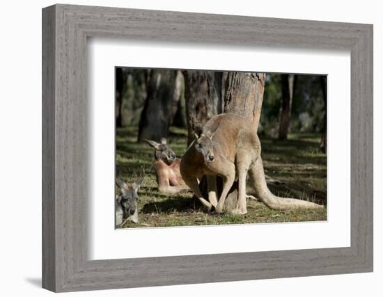 Australia, Adelaide. Cleland Wildlife Park. Red Kangaroos-Cindy Miller Hopkins-Framed Photographic Print