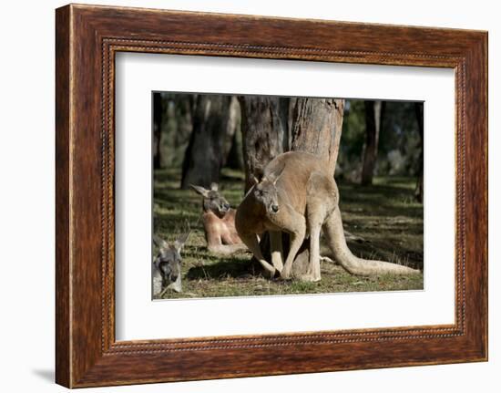 Australia, Adelaide. Cleland Wildlife Park. Red Kangaroos-Cindy Miller Hopkins-Framed Photographic Print