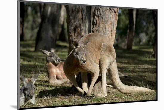 Australia, Adelaide. Cleland Wildlife Park. Red Kangaroos-Cindy Miller Hopkins-Mounted Photographic Print