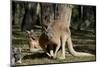 Australia, Adelaide. Cleland Wildlife Park. Red Kangaroos-Cindy Miller Hopkins-Mounted Photographic Print