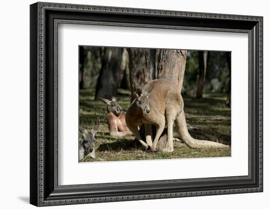 Australia, Adelaide. Cleland Wildlife Park. Red Kangaroos-Cindy Miller Hopkins-Framed Photographic Print