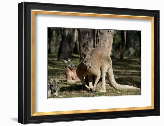 Australia, Adelaide. Cleland Wildlife Park. Red Kangaroos-Cindy Miller Hopkins-Framed Photographic Print