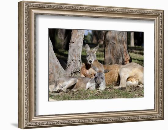 Australia, Adelaide. Cleland Wildlife Park. Red Kangaroos-Cindy Miller Hopkins-Framed Photographic Print