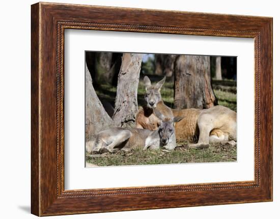 Australia, Adelaide. Cleland Wildlife Park. Red Kangaroos-Cindy Miller Hopkins-Framed Photographic Print