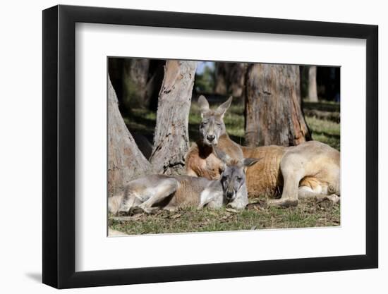 Australia, Adelaide. Cleland Wildlife Park. Red Kangaroos-Cindy Miller Hopkins-Framed Photographic Print