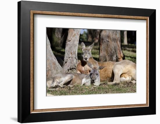 Australia, Adelaide. Cleland Wildlife Park. Red Kangaroos-Cindy Miller Hopkins-Framed Photographic Print