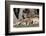 Australia, Adelaide. Cleland Wildlife Park. Red Kangaroos-Cindy Miller Hopkins-Framed Photographic Print