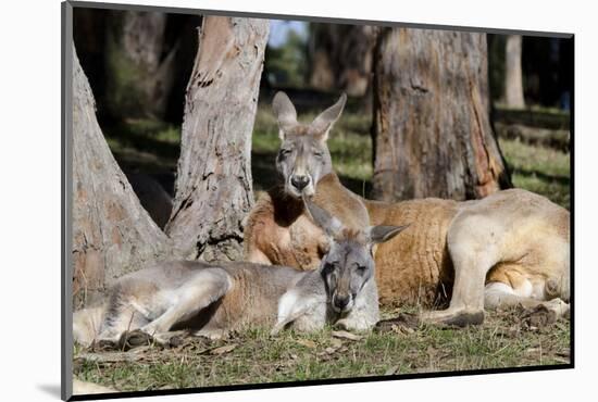 Australia, Adelaide. Cleland Wildlife Park. Red Kangaroos-Cindy Miller Hopkins-Mounted Photographic Print