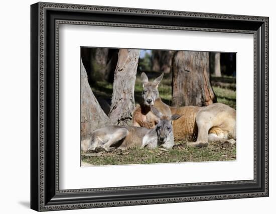 Australia, Adelaide. Cleland Wildlife Park. Red Kangaroos-Cindy Miller Hopkins-Framed Photographic Print