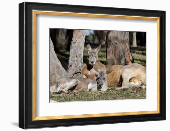 Australia, Adelaide. Cleland Wildlife Park. Red Kangaroos-Cindy Miller Hopkins-Framed Photographic Print