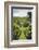 Australia, Adelaide Hills, Gumeracha, Vineyard-Walter Bibikow-Framed Photographic Print