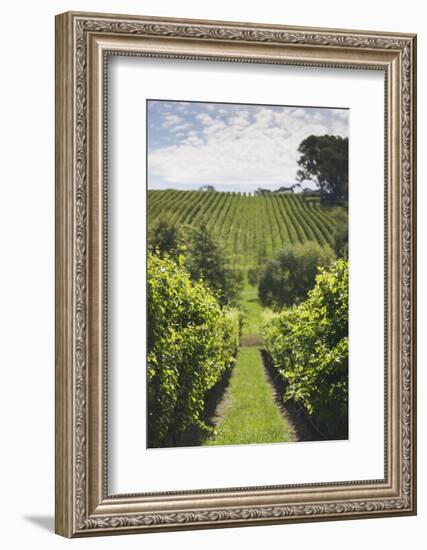 Australia, Adelaide Hills, Gumeracha, Vineyard-Walter Bibikow-Framed Photographic Print