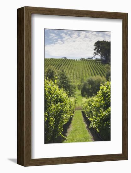 Australia, Adelaide Hills, Gumeracha, Vineyard-Walter Bibikow-Framed Photographic Print