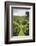 Australia, Adelaide Hills, Gumeracha, Vineyard-Walter Bibikow-Framed Photographic Print