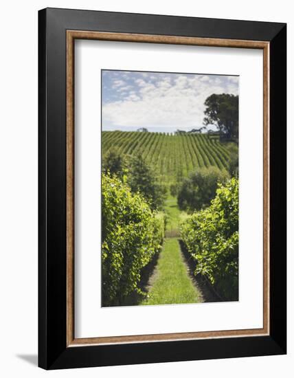 Australia, Adelaide Hills, Gumeracha, Vineyard-Walter Bibikow-Framed Photographic Print