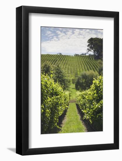 Australia, Adelaide Hills, Gumeracha, Vineyard-Walter Bibikow-Framed Photographic Print