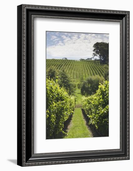 Australia, Adelaide Hills, Gumeracha, Vineyard-Walter Bibikow-Framed Photographic Print