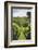 Australia, Adelaide Hills, Gumeracha, Vineyard-Walter Bibikow-Framed Photographic Print