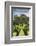 Australia, Adelaide Hills, Gumeracha, Vineyard-Walter Bibikow-Framed Photographic Print