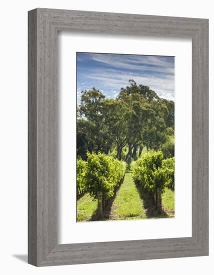 Australia, Adelaide Hills, Gumeracha, Vineyard-Walter Bibikow-Framed Photographic Print