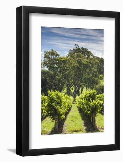 Australia, Adelaide Hills, Gumeracha, Vineyard-Walter Bibikow-Framed Photographic Print