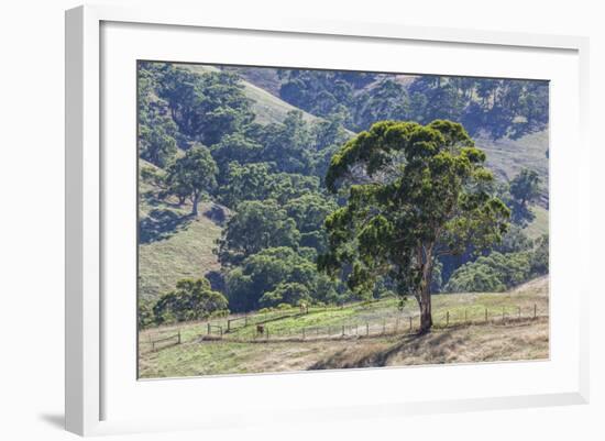 Australia, Adelaide Hills, Landscape-Walter Bibikow-Framed Photographic Print