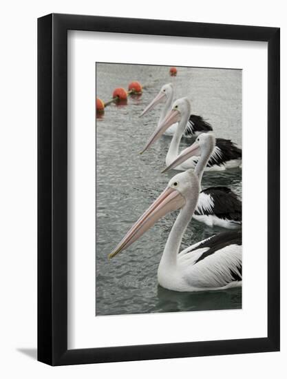 Australia, Albany, Oyster Harbor. Australian Pelican-Cindy Miller Hopkins-Framed Photographic Print