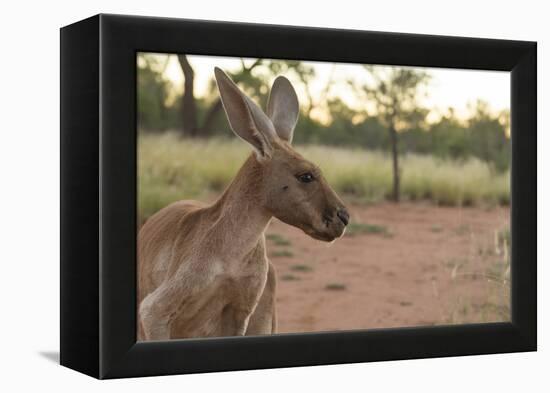 Australia, Alice Springs. Adult Female Kangaroo in Open Field-Cindy Miller Hopkins-Framed Premier Image Canvas