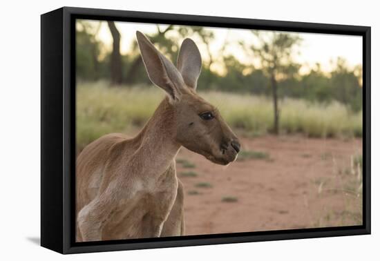Australia, Alice Springs. Adult Female Kangaroo in Open Field-Cindy Miller Hopkins-Framed Premier Image Canvas