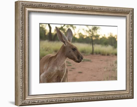 Australia, Alice Springs. Adult Female Kangaroo in Open Field-Cindy Miller Hopkins-Framed Photographic Print