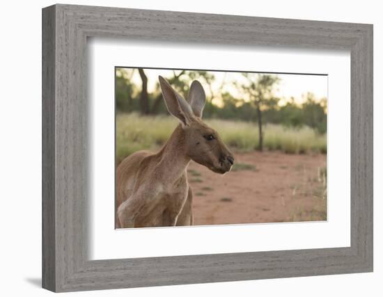 Australia, Alice Springs. Adult Female Kangaroo in Open Field-Cindy Miller Hopkins-Framed Photographic Print