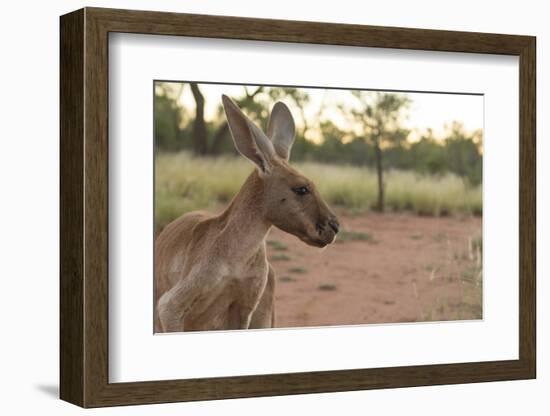 Australia, Alice Springs. Adult Female Kangaroo in Open Field-Cindy Miller Hopkins-Framed Photographic Print