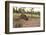 Australia, Alice Springs. Adult Female Kangaroo in Open Field-Cindy Miller Hopkins-Framed Photographic Print