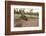 Australia, Alice Springs. Adult Female Kangaroo in Open Field-Cindy Miller Hopkins-Framed Photographic Print