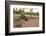 Australia, Alice Springs. Adult Female Kangaroo in Open Field-Cindy Miller Hopkins-Framed Photographic Print