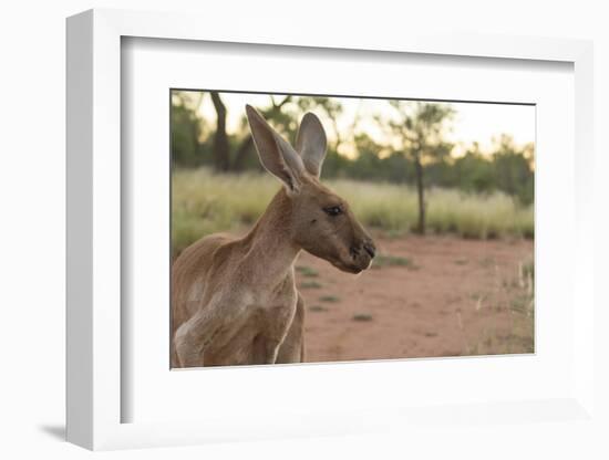 Australia, Alice Springs. Adult Female Kangaroo in Open Field-Cindy Miller Hopkins-Framed Photographic Print