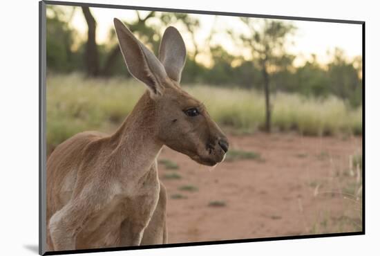 Australia, Alice Springs. Adult Female Kangaroo in Open Field-Cindy Miller Hopkins-Mounted Photographic Print