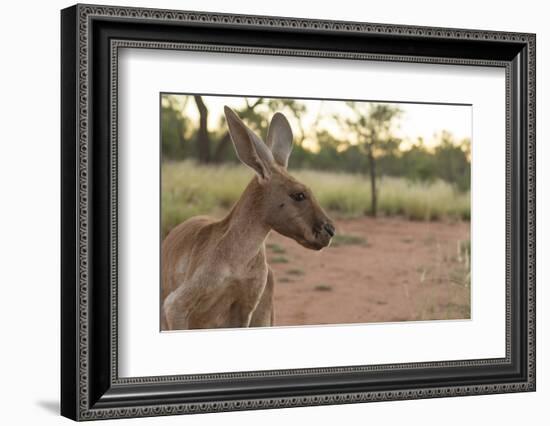 Australia, Alice Springs. Adult Female Kangaroo in Open Field-Cindy Miller Hopkins-Framed Photographic Print