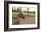 Australia, Alice Springs. Adult Female Kangaroo in Open Field-Cindy Miller Hopkins-Framed Photographic Print