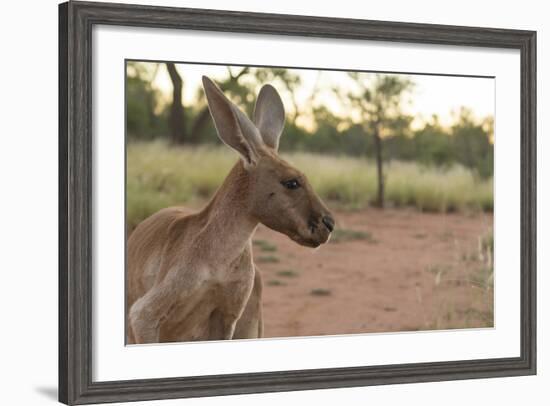 Australia, Alice Springs. Adult Female Kangaroo in Open Field-Cindy Miller Hopkins-Framed Photographic Print