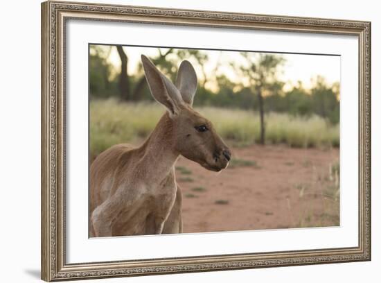 Australia, Alice Springs. Adult Female Kangaroo in Open Field-Cindy Miller Hopkins-Framed Photographic Print