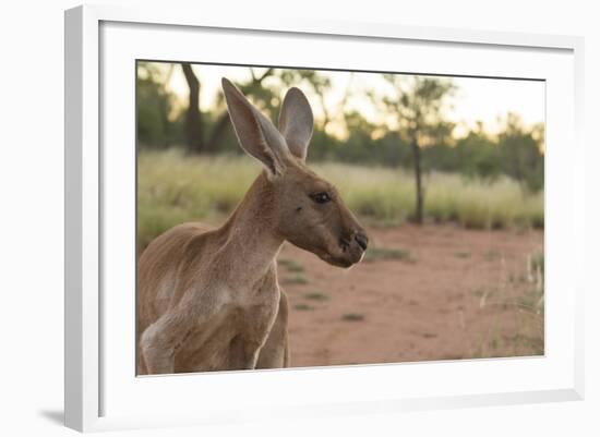 Australia, Alice Springs. Adult Female Kangaroo in Open Field-Cindy Miller Hopkins-Framed Photographic Print